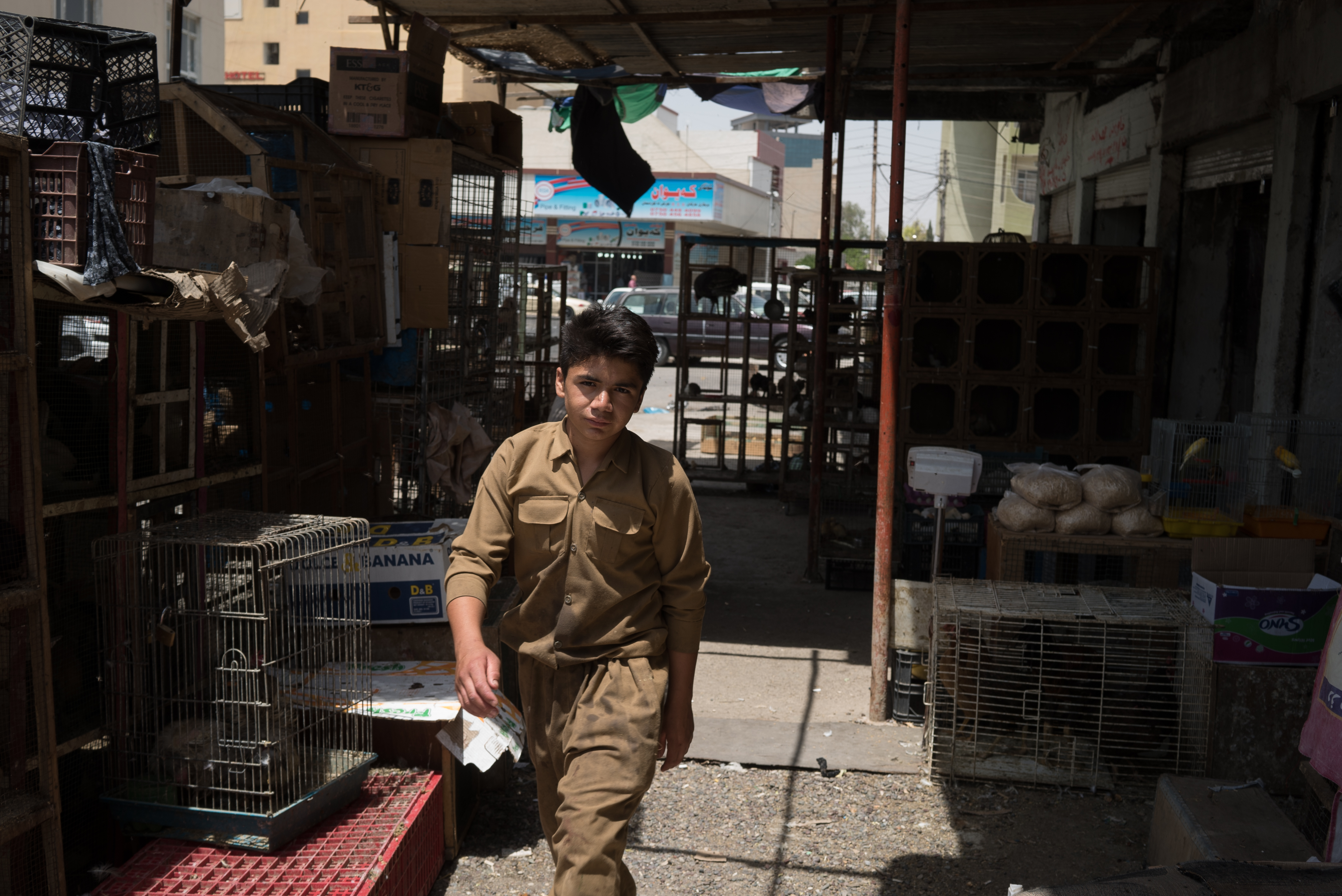 Erbil market for birds and animals, Erbil, Kurdistan Region, June 4, 2016. (Photo: Kurdistan24/Alexandre Afonso)